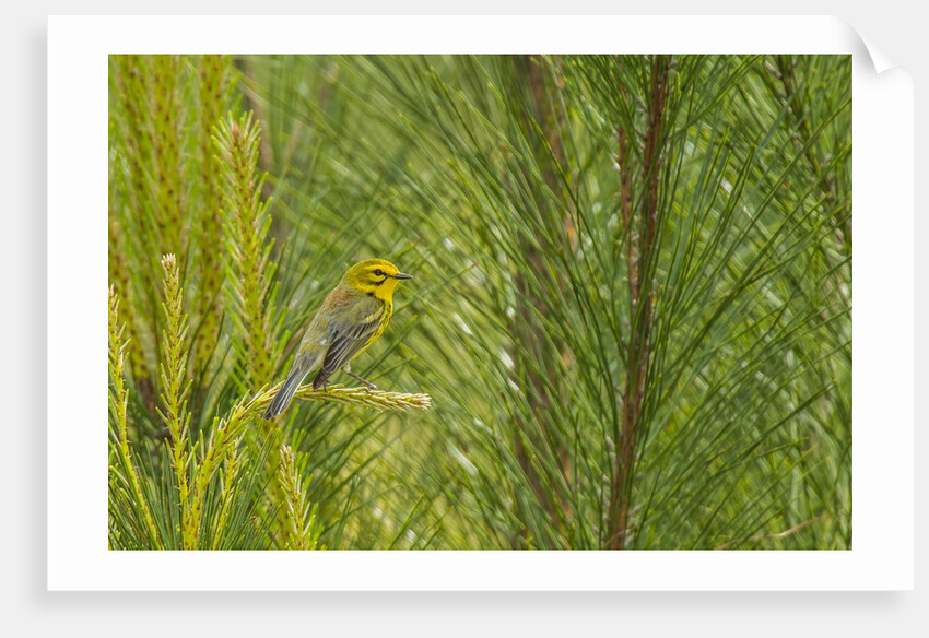 Side view of Prairie Warbler perching on twig by Anonymous