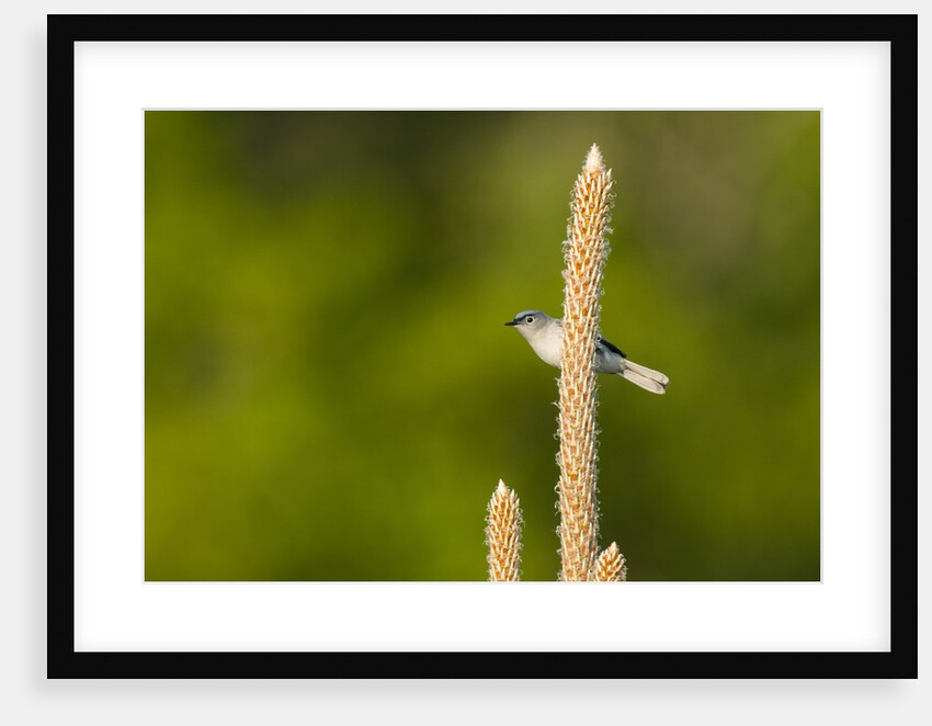 Side view of Bluegray Gnatcatcher perching on twig by Anonymous