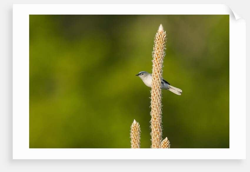 Side view of Bluegray Gnatcatcher perching on twig by Anonymous