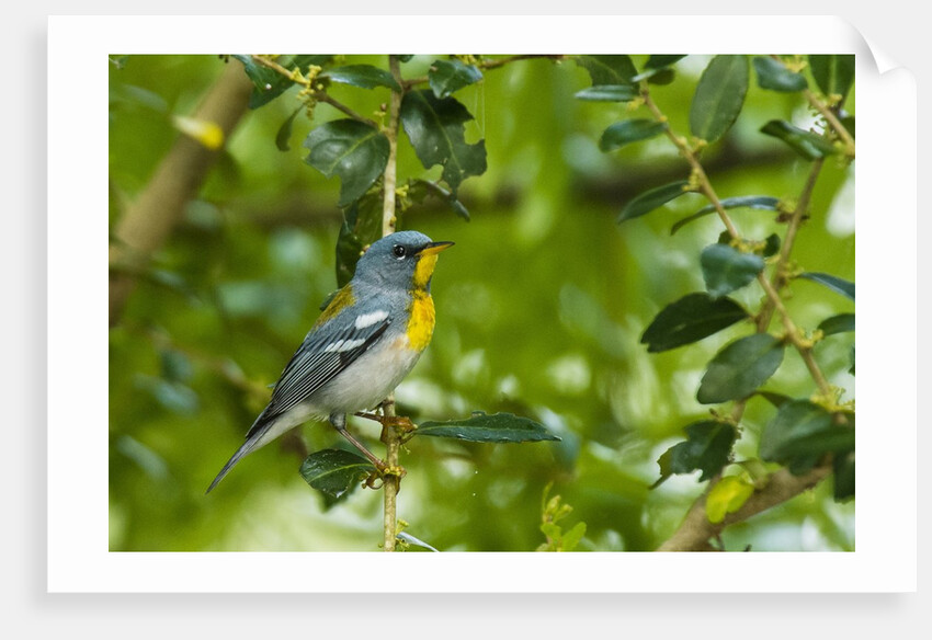 Side view of Northern Parula perching on twig by Anonymous