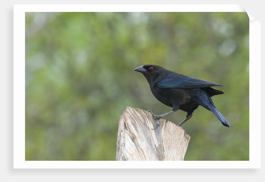 Bronzed Cowbird perching on tree trunk by Anonymous
