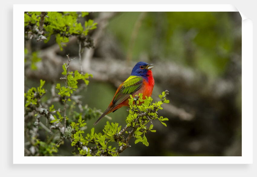 Painted Bunting perching on twig by Anonymous