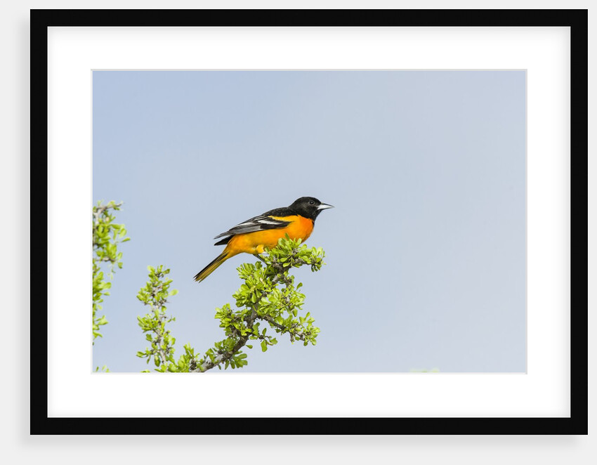 Baltimore Oriole by Anonymous