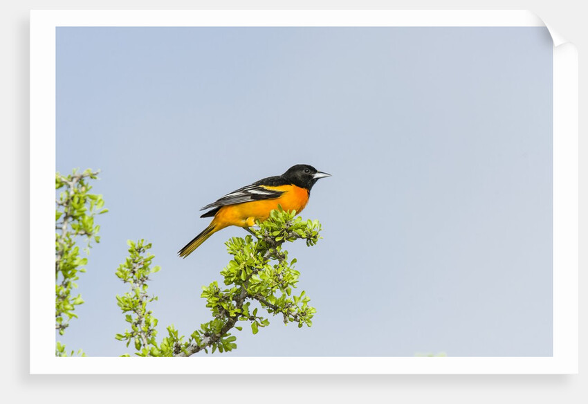 Baltimore Oriole by Anonymous