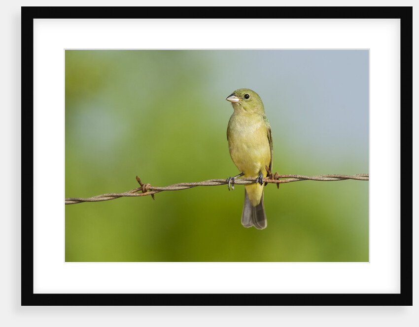 Olive Sparrow by Anonymous