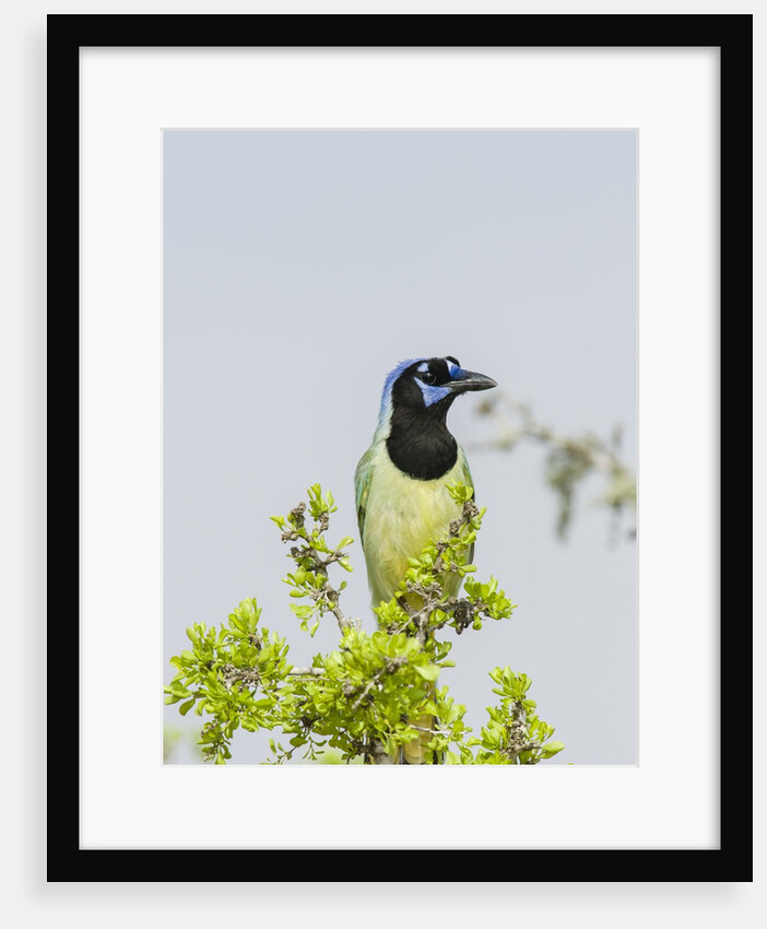 Green Jay by Anonymous