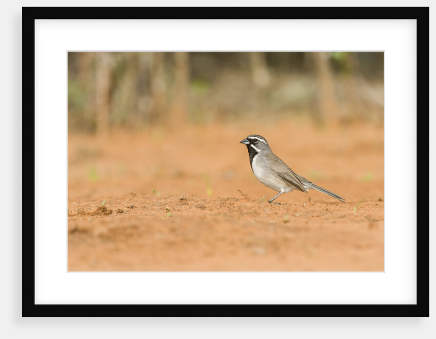 Black-throated Sparrow by Anonymous