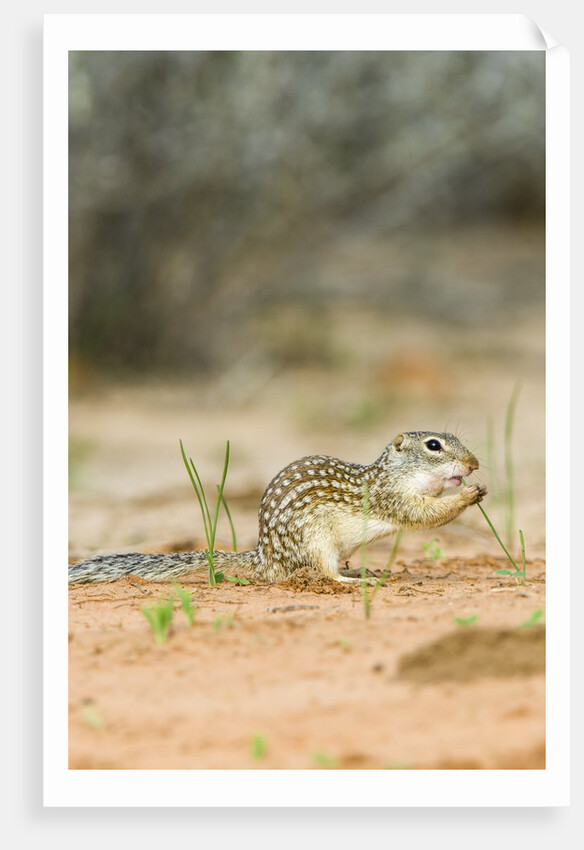 Mexican Ground Squirrel by Anonymous