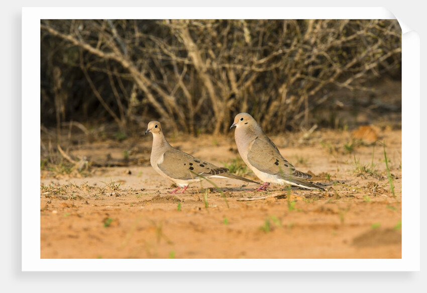Mourning Dove by Anonymous