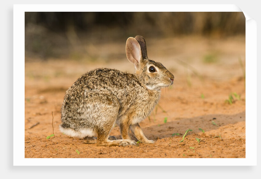 Eastern Cottontail Rabbit by Anonymous