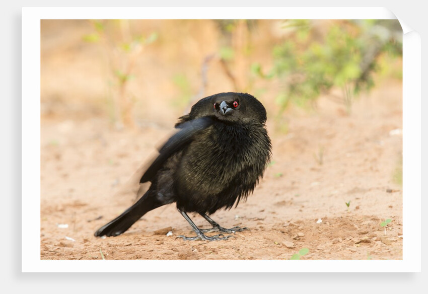 Bronzed Cowbird by Anonymous
