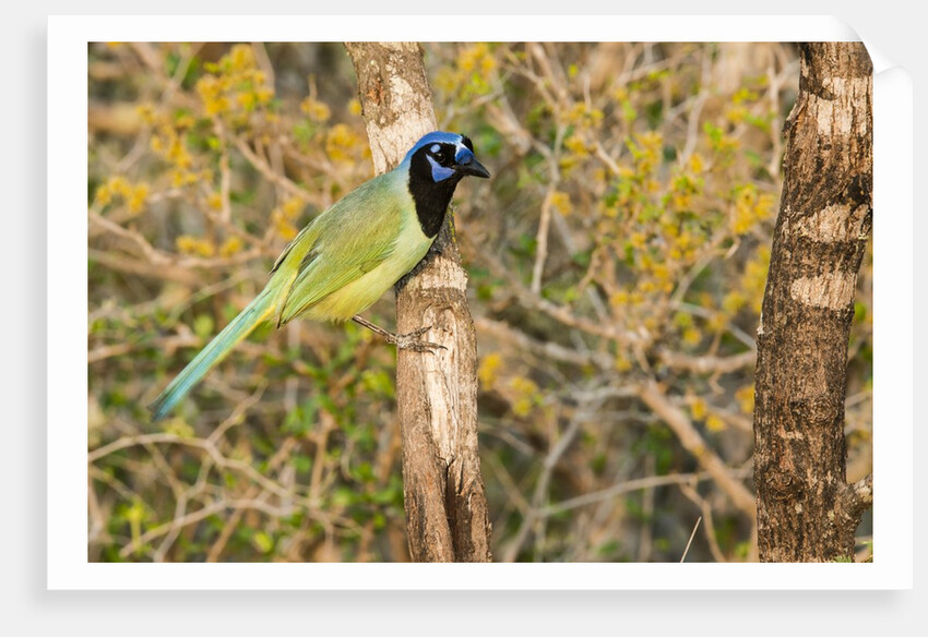 Green Jay by Anonymous
