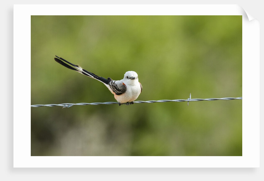Scissor-tailed Flycatcher by Anonymous