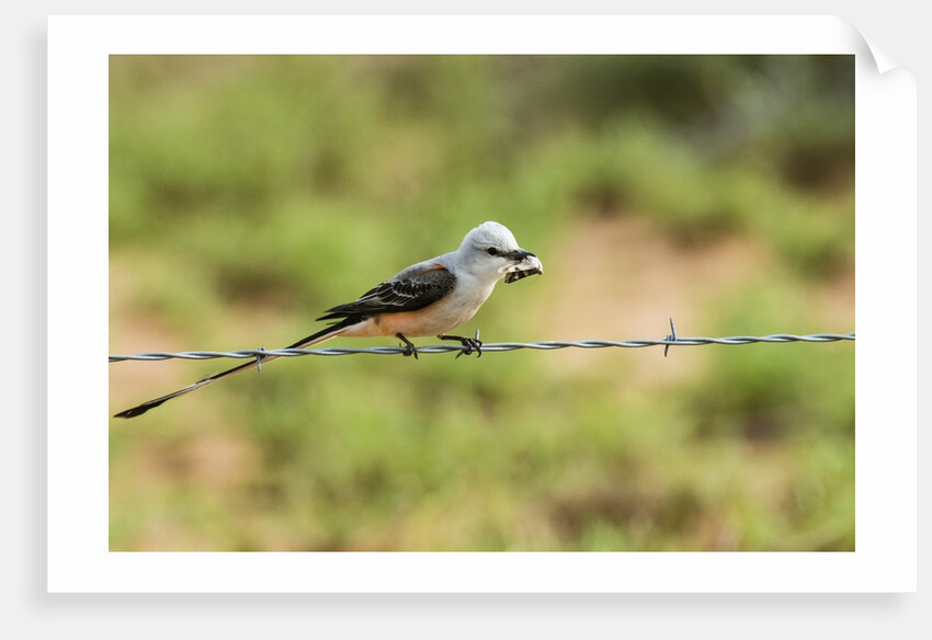 Scissor-tailed Flycatcher by Anonymous
