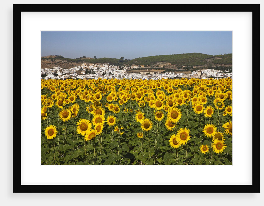 Sunflower fields near the white town of Bornos by Anonymous