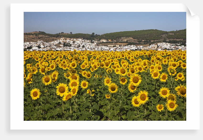 Sunflower fields near the white town of Bornos by Anonymous