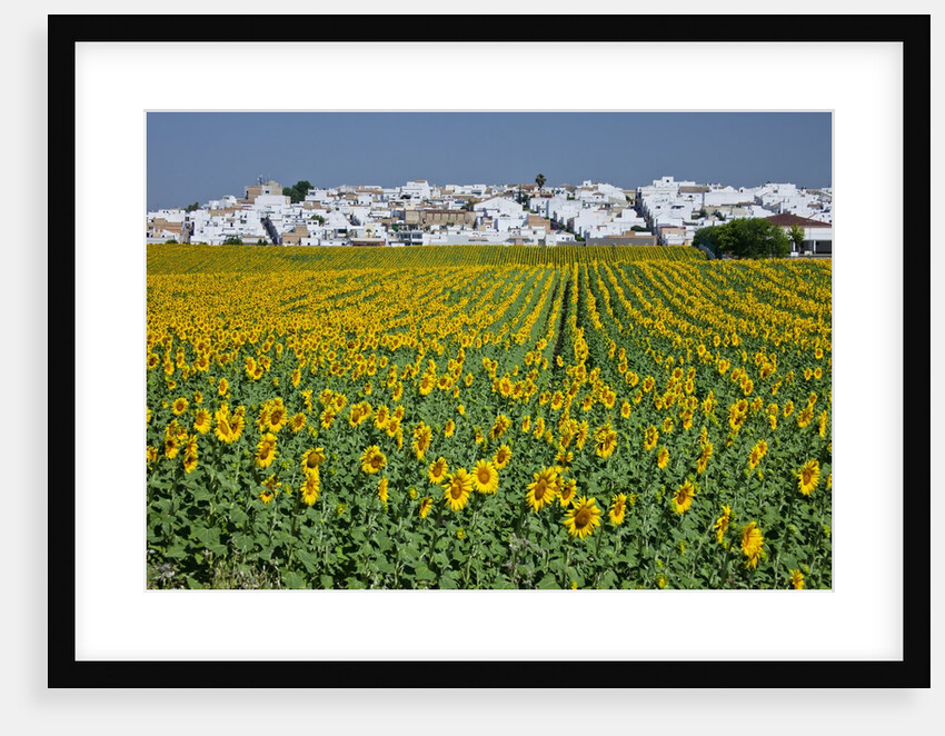 Sunflower fields near the white town of Villamartin, Spain by Anonymous