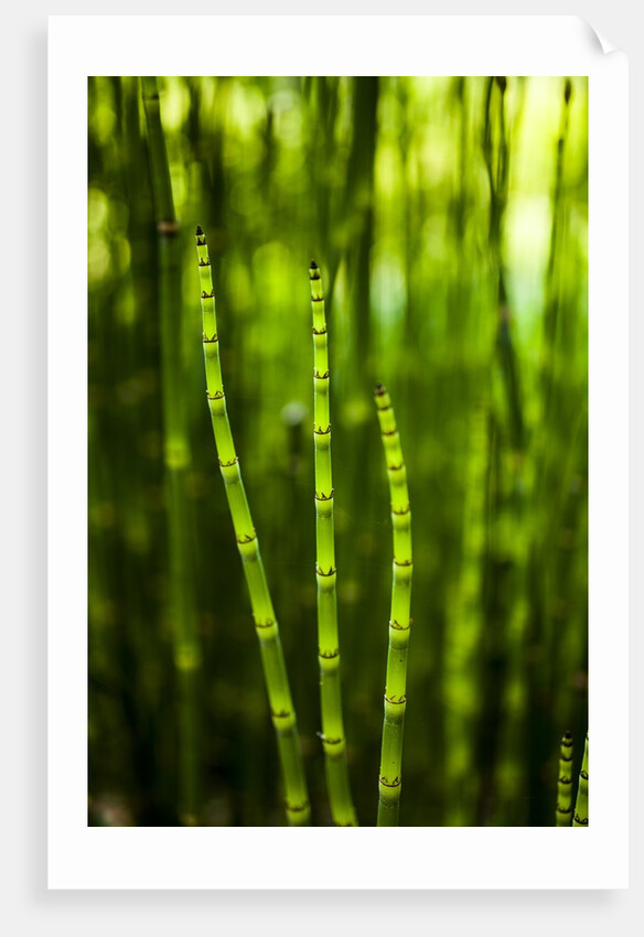 Back-lit horsetail plants by Anonymous