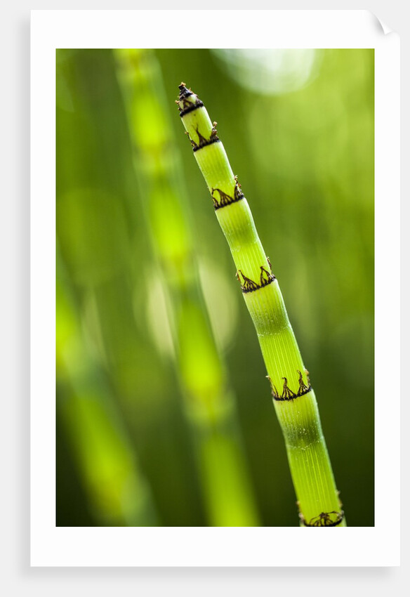Back-lit horsetail plants by Anonymous