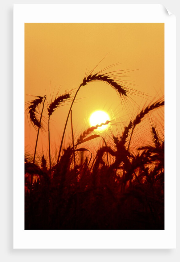 Wheat plants in silhouette by Anonymous