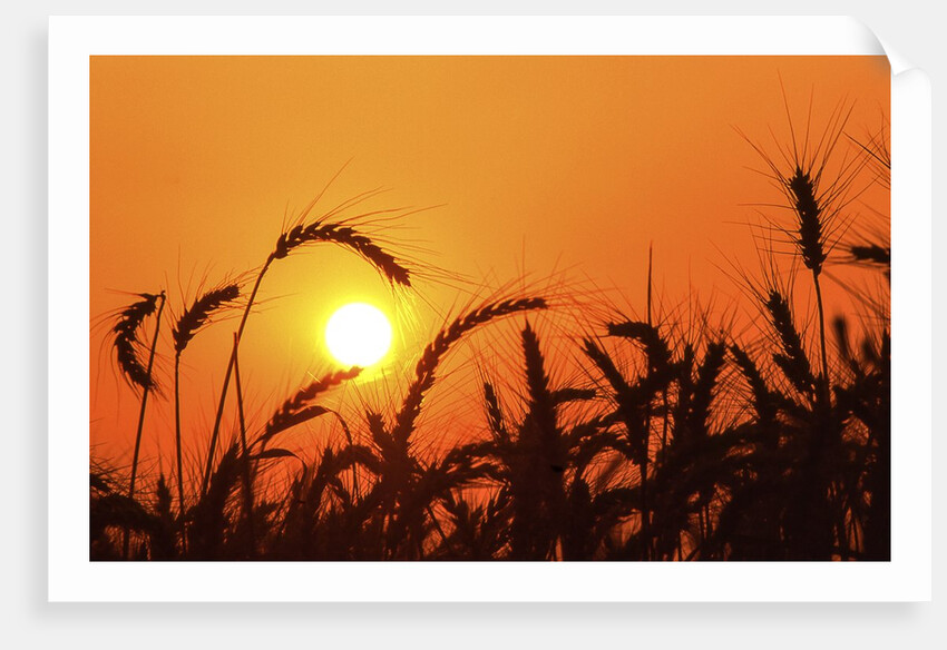 Wheat plants in silhouette by Anonymous