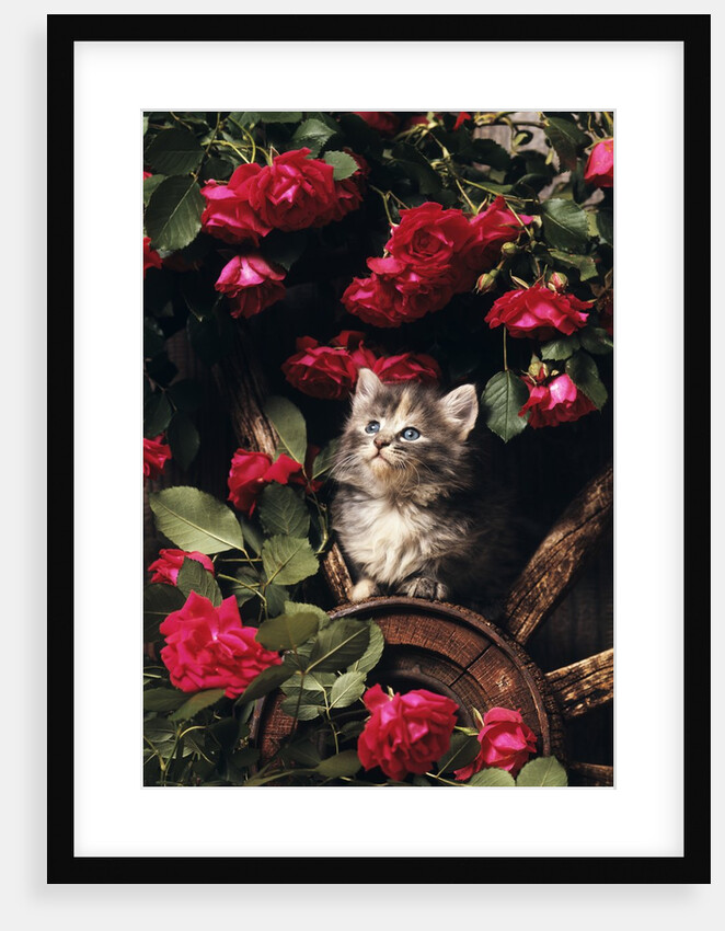 1980s blue calico longhaired kitten amid red roses by Anonymous