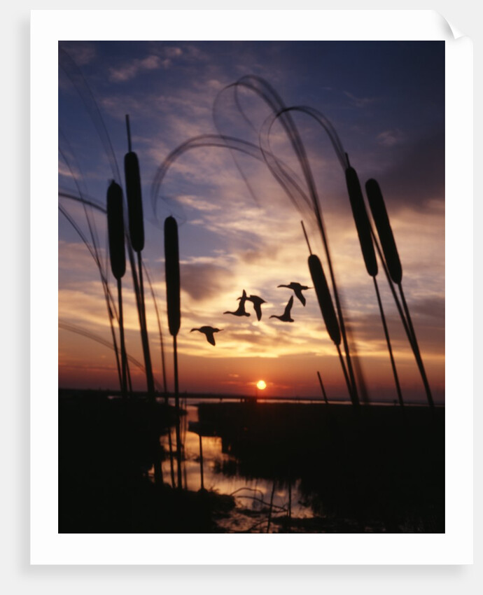 1980s silhouetted ducks flying in sunset by Anonymous