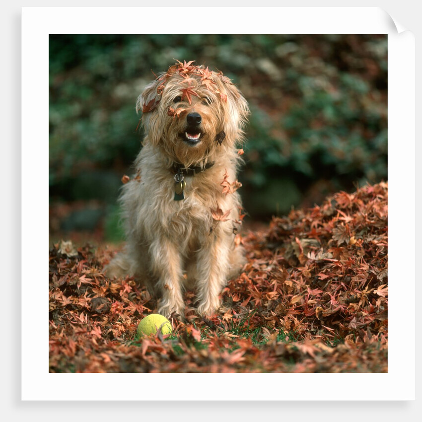 1980s shaggy beige and white dog looking at the camera by Anonymous