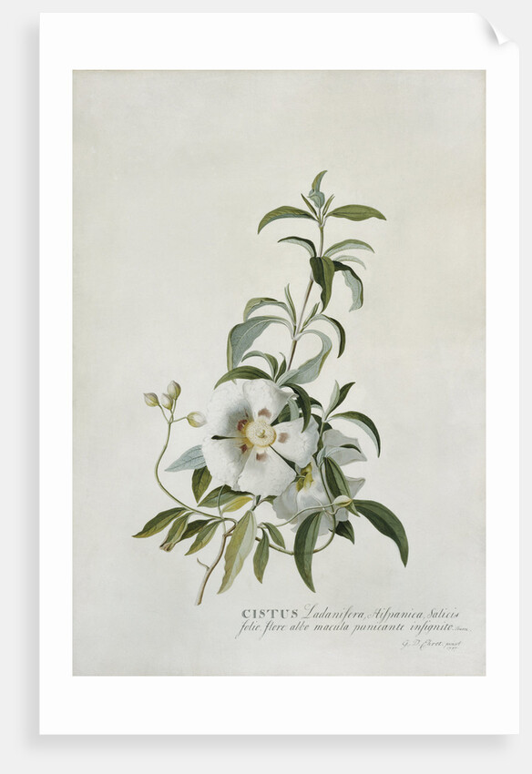 Cistus by Georg Dionysius Ehret
