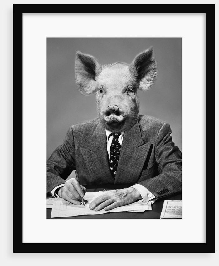 1950s 1960s 1970s Pigheaded businessman in a suit sitting at a desk by Anonymous