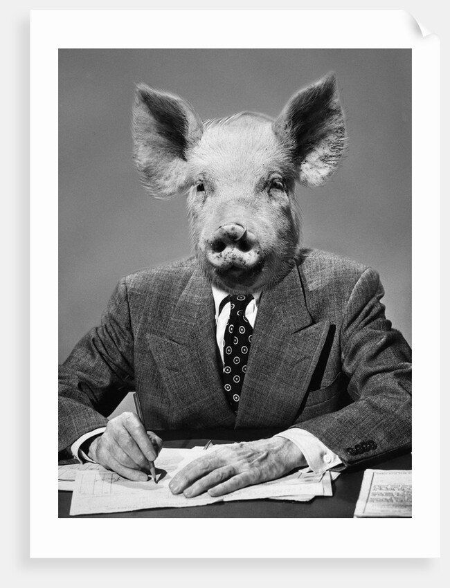 1950s 1960s 1970s Pigheaded businessman in a suit sitting at a desk by Anonymous