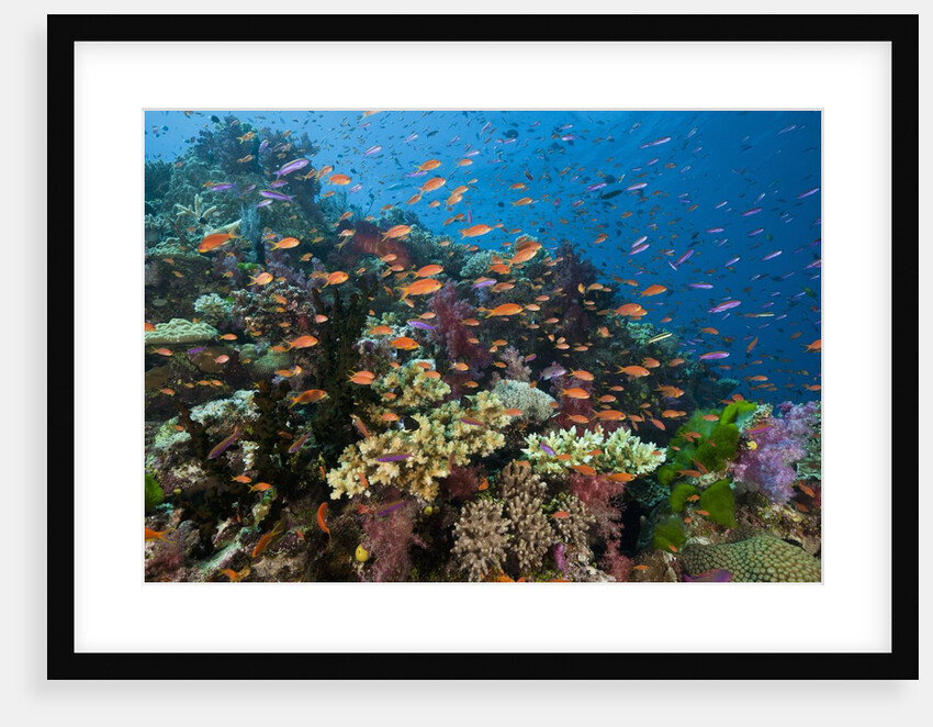 Lyretail Anthias (Pseudanthias squamipinnis) in Coral Reef by Anonymous