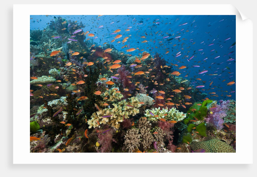 Lyretail Anthias (Pseudanthias squamipinnis) in Coral Reef by Anonymous