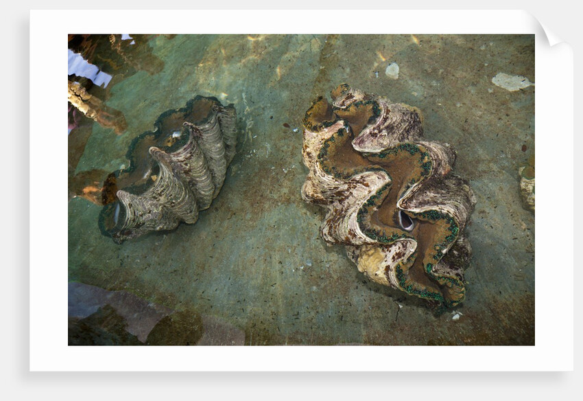 Giant Clam Farm by Anonymous