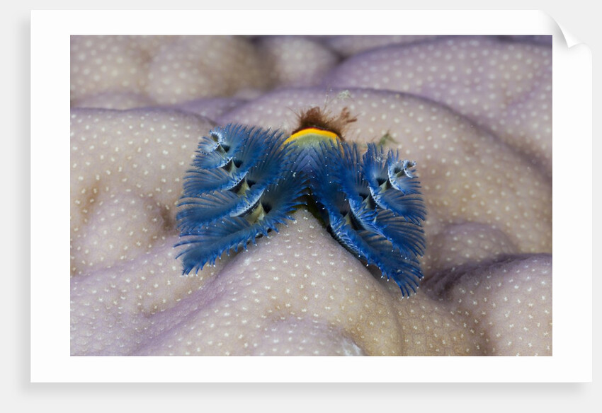 Blue Christmas Tree Worm (Spirobranchus giganteus) by Anonymous