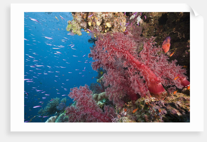Fiji Coral Reef by Anonymous
