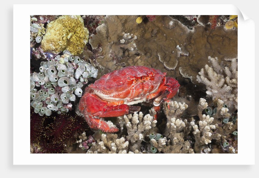 Splendid Pebble Crab (Etisus splendidus) by Anonymous