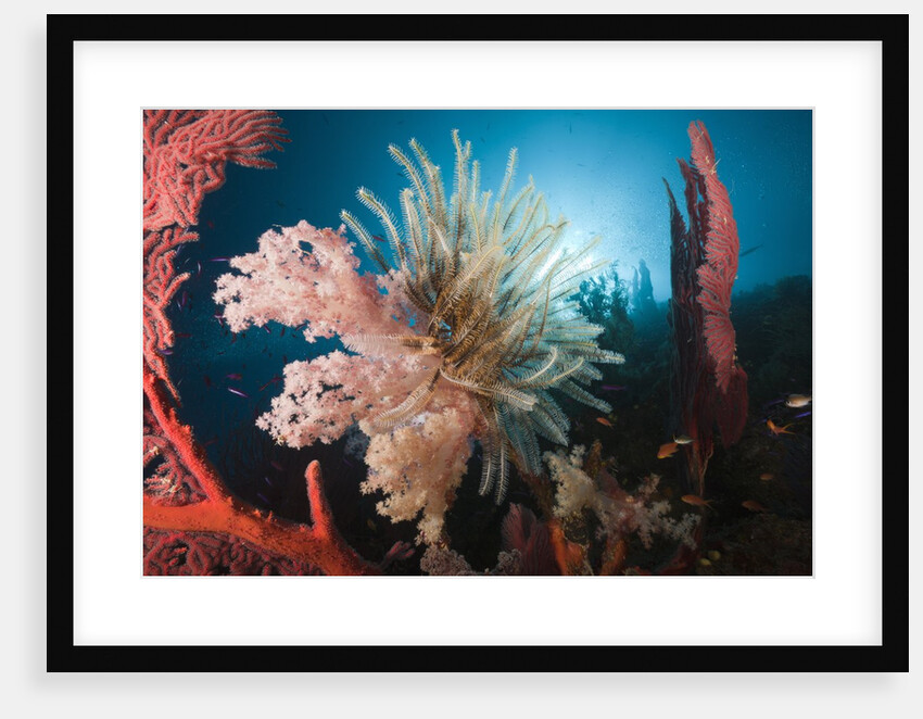 Soft Corals on reef by Anonymous