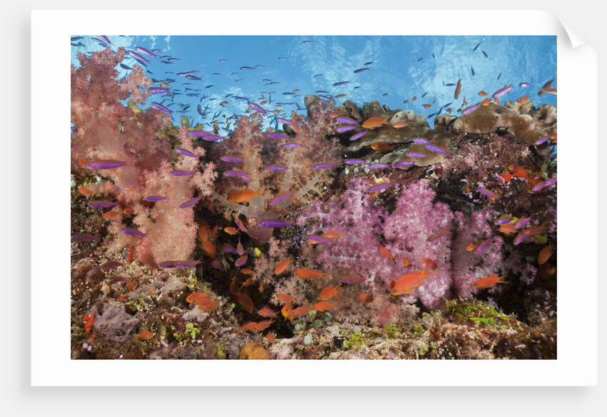 Colorful Fiji Coral Reef by Anonymous