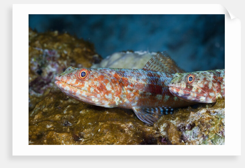 Variegated Lizardfish (Synodus variegatus) by Anonymous