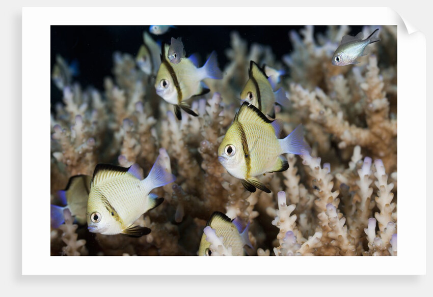 Reticulated Damselfish (Dascyllus reticulatus) by Anonymous
