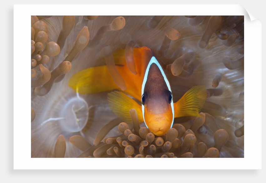 Tomato Anemonefish (Amphiprion frenatus) by Anonymous