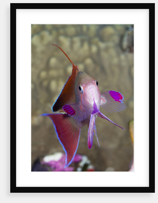 Lyretail Anthias (Pseudanthias squamipinnis) by Anonymous