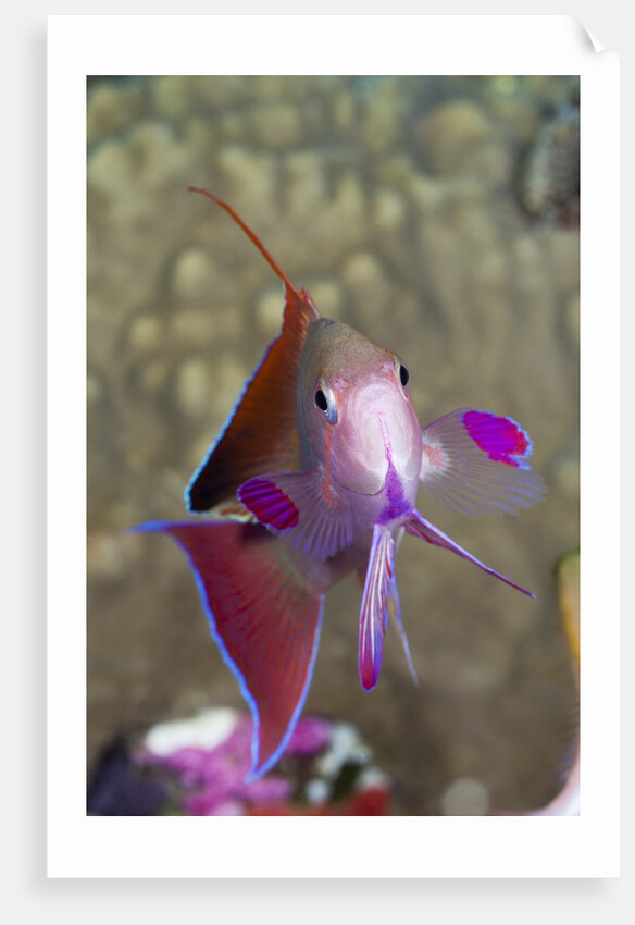 Lyretail Anthias (Pseudanthias squamipinnis) by Anonymous