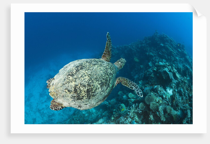 Hawksbill Turtle (Eretmochelys imbricata) by Anonymous