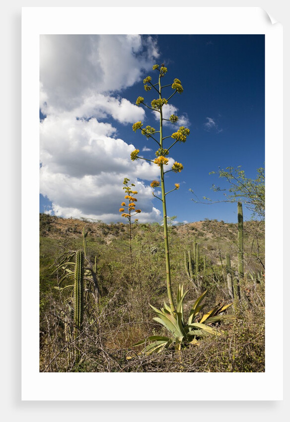 Agave in flower by Anonymous