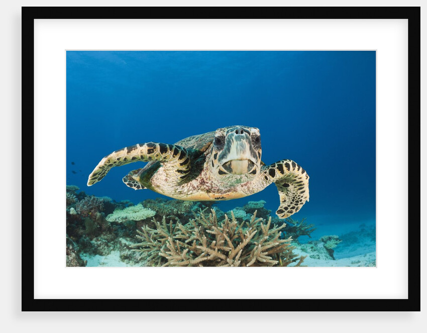 Hawksbill Turtle (Eretmochelys imbricata) by Anonymous