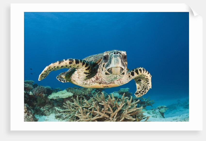 Hawksbill Turtle (Eretmochelys imbricata) by Anonymous