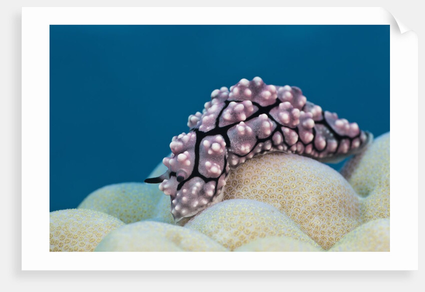 Warty Sea Slug (Phyllidiopsis krempfi) by Anonymous
