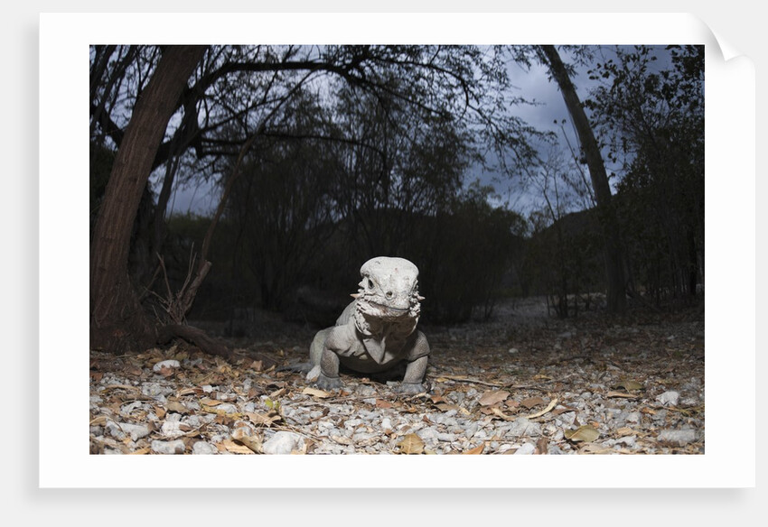 Rhinoceros Iguana (Cyclura cornuta) by Anonymous